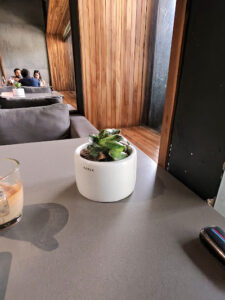 Aja | World Kitchen & Bar